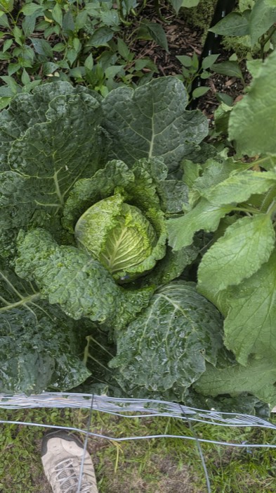A full head of cabbage in the bed