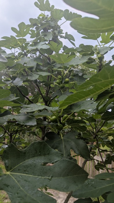 A fig tree with green figs forming