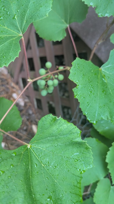 A grape vine with a small cluster of grapes forming