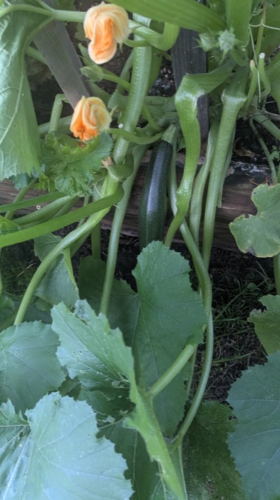 A squash vine in bloom with orange blossoms